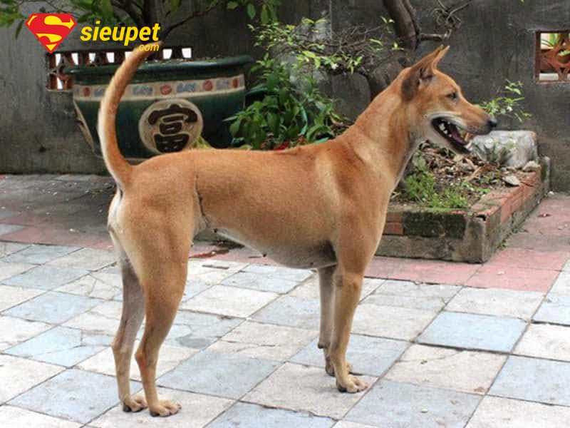 cách nhận biết chó phú quốc chuẩn