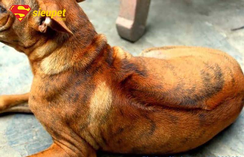 cách nhận biết chó phú quốc chuẩn