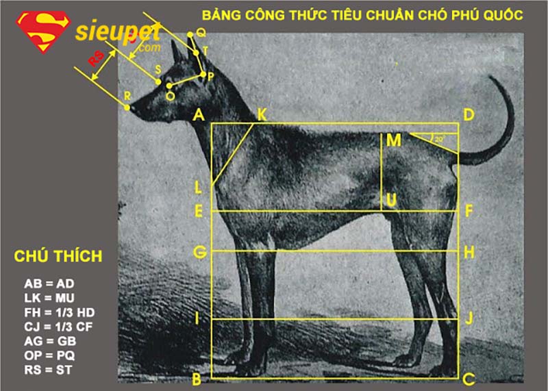 cách nhận biết chó phú quốc chuẩn