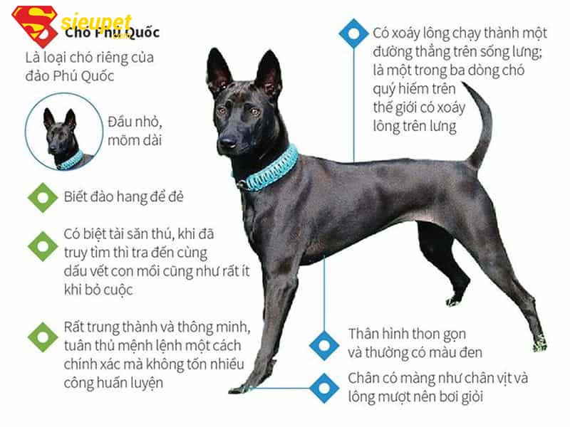 cách nhận biết chó phú quốc chuẩn