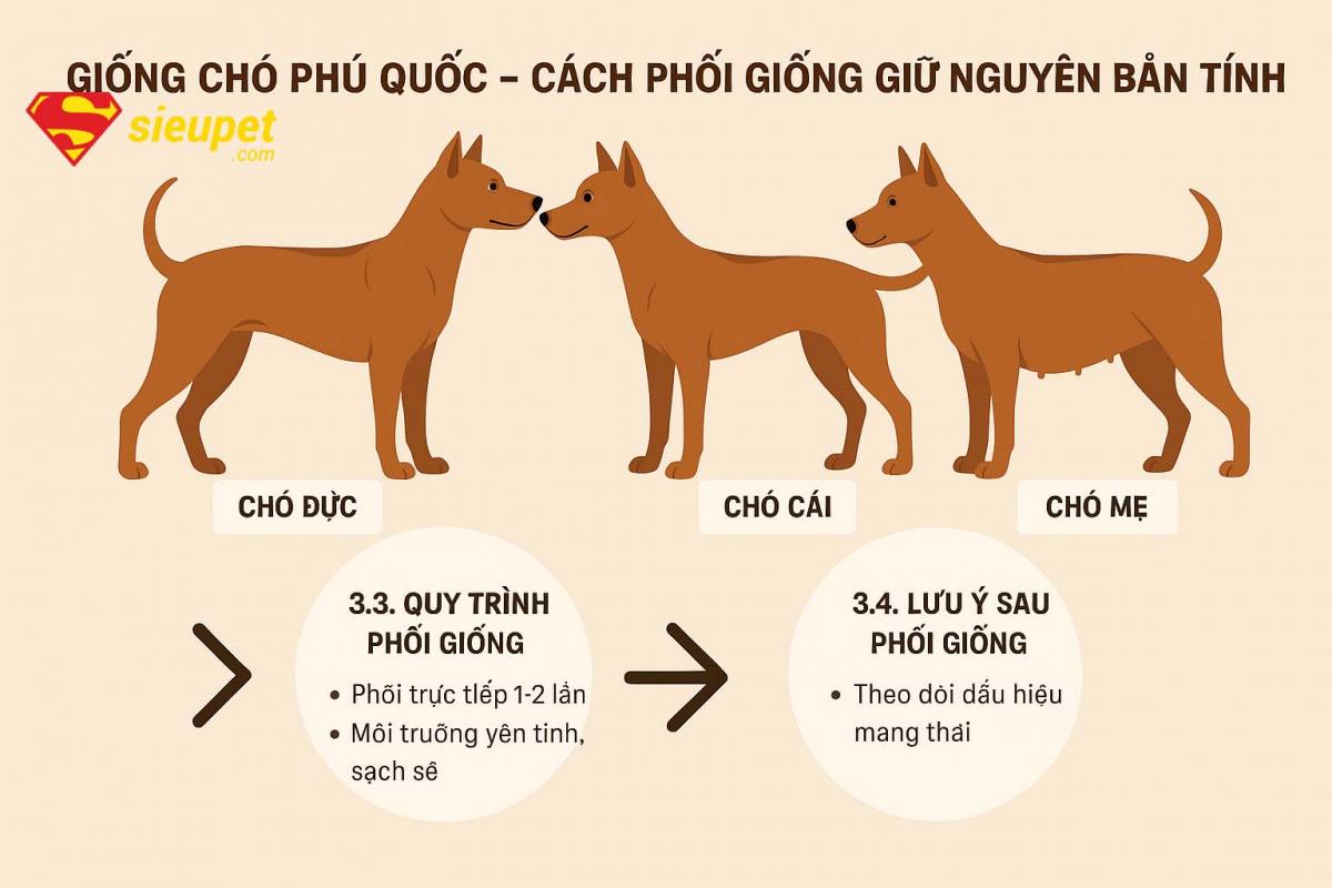 Quy trình phối giống chó Phú Quốc an toàn