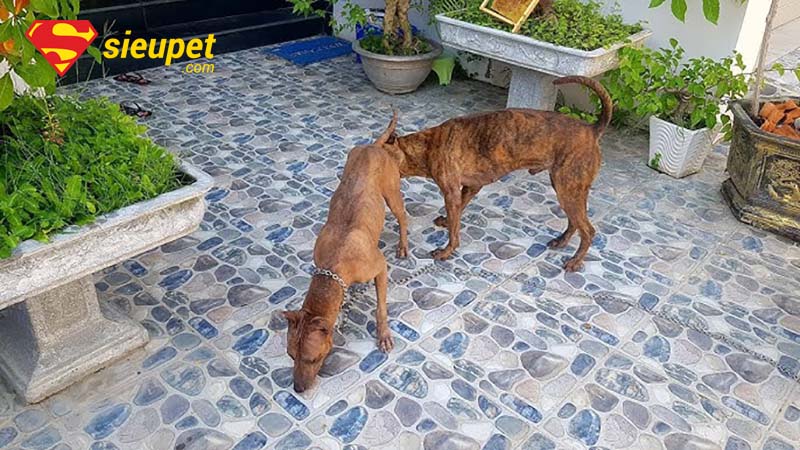 Chăm sóc chó Phú Quốc sau khi phối giống