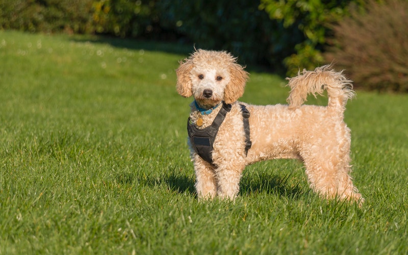 cân nặng chó poodle
