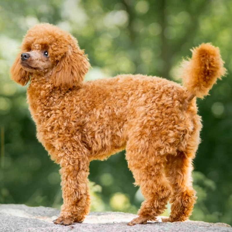 cân nặng chó poodle