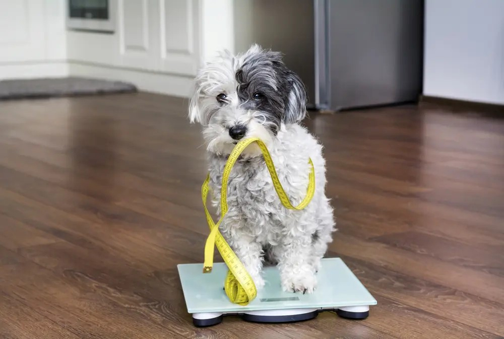 cân nặng chó poodle