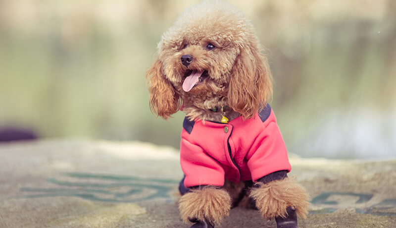 canxi cho chó poodle