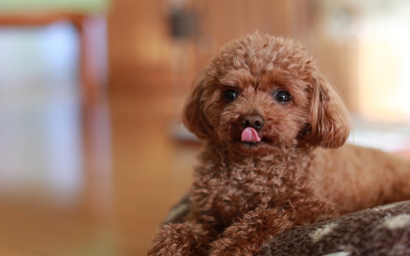 chó bichon và poodle