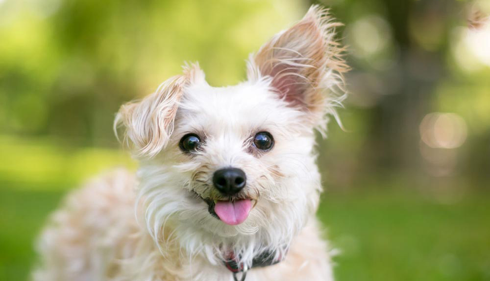 chó phốc poodle
