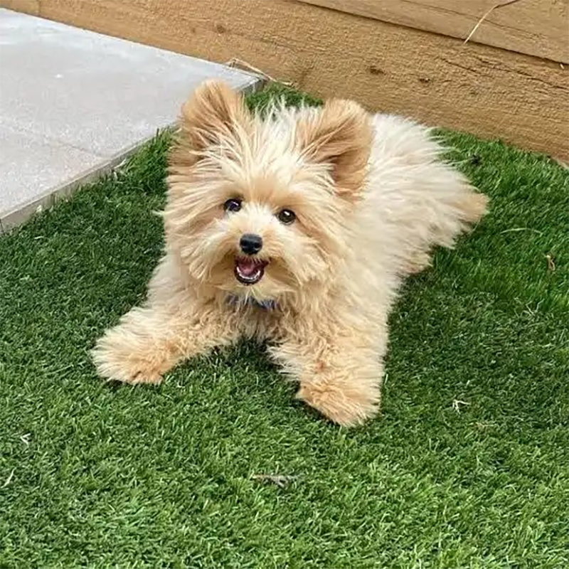 chó phốc poodle