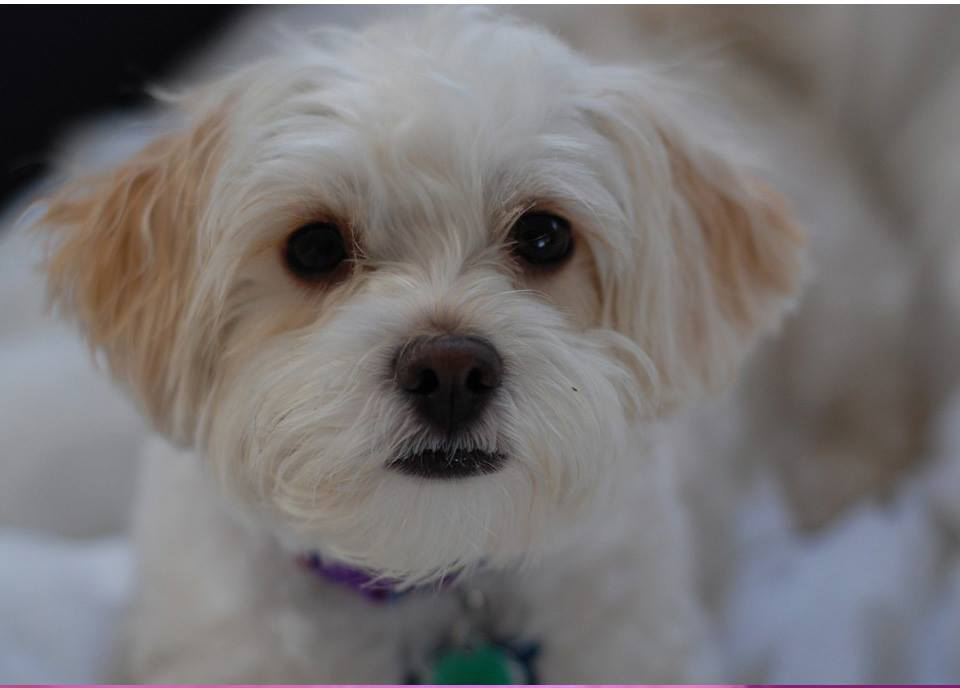 chó phốc poodle