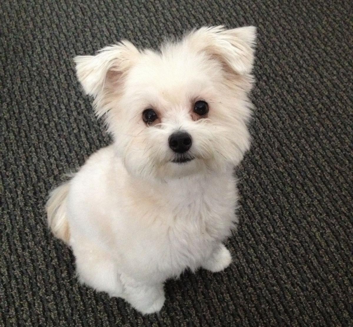 chó phốc poodle