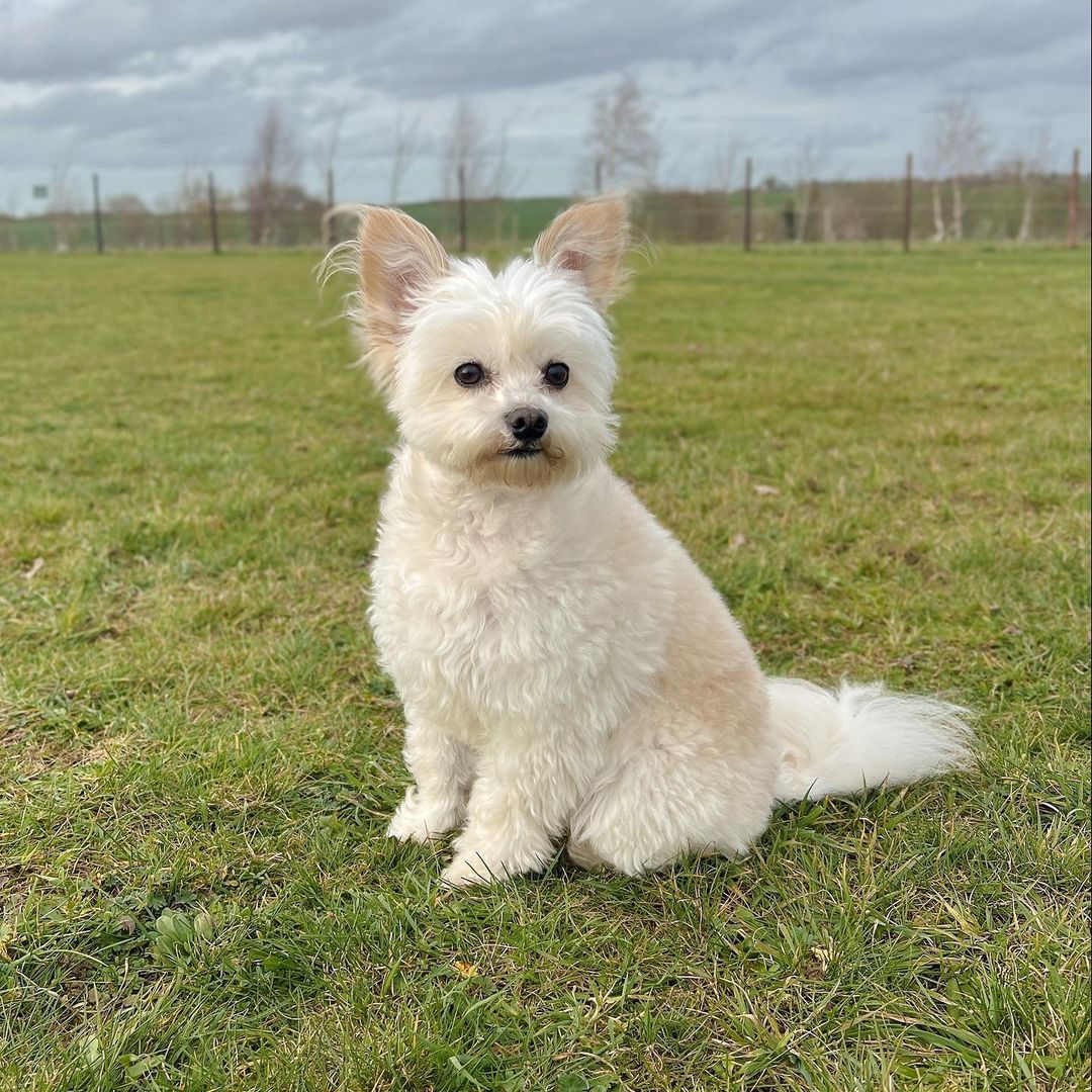 chó phốc poodle