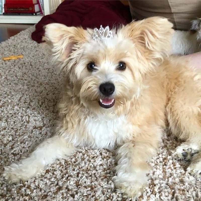 chó phốc poodle