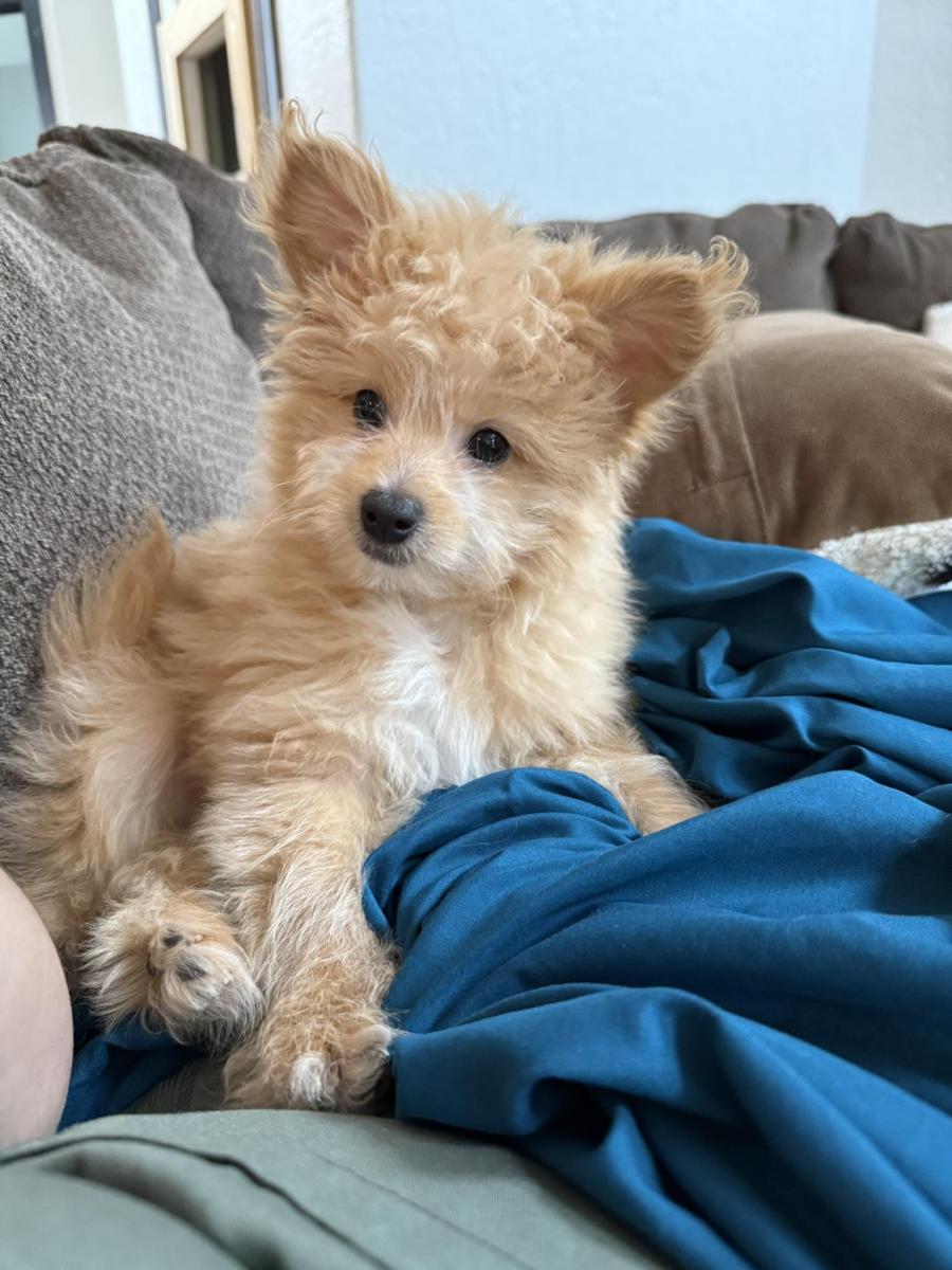 chó phốc poodle