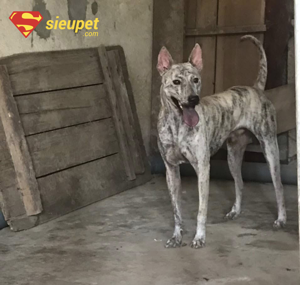 So sánh chó Phú Quốc với các giống chó khác