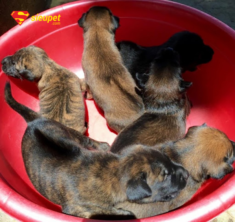 Đàn chó phú quốc mới đẻ đang bú mẹ