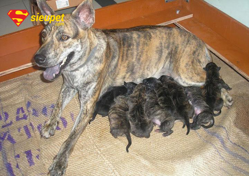 Chó phú quốc mới đẻ đang bú mẹ