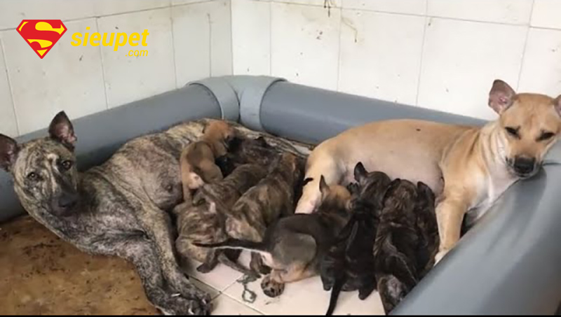 Người chủ chăm sóc chó phú quốc mới đẻ