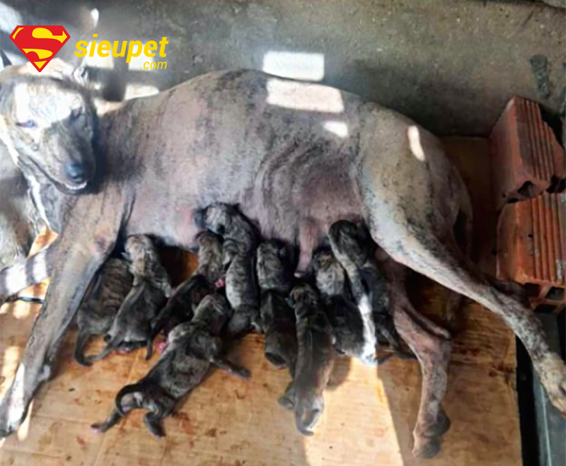 Chó phú quốc mẹ và đàn con