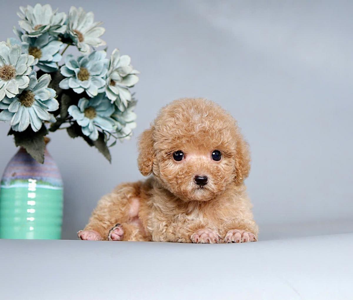 chó poodle bé