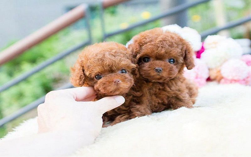 chó poodle bé