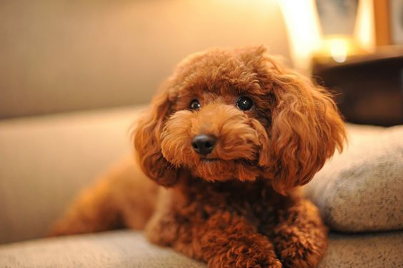 chó poodle bé