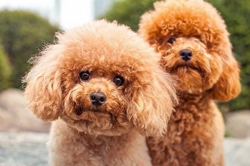 chó poodle bé