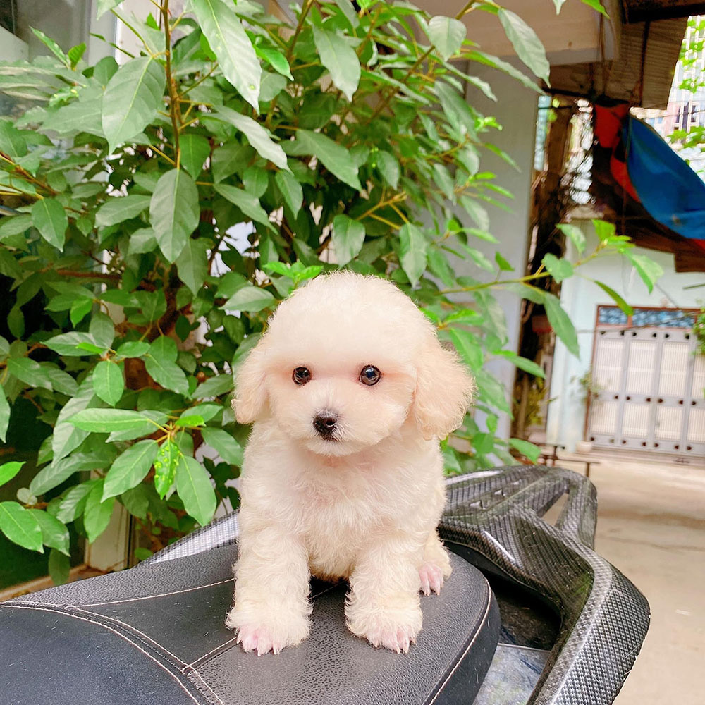 chó poodle bé