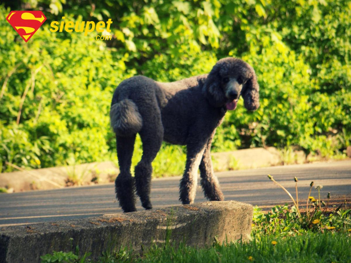 chó poodle chân dài