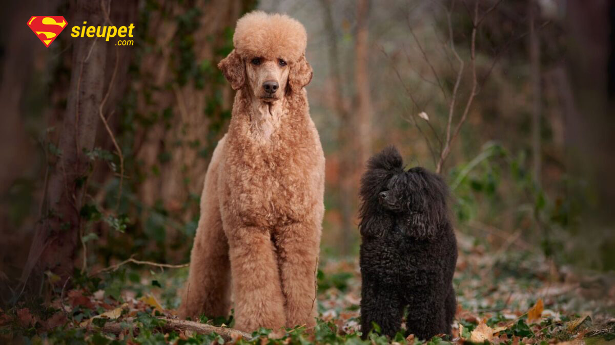 chó poodle chân dài
