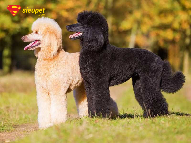 chó poodle chân dài