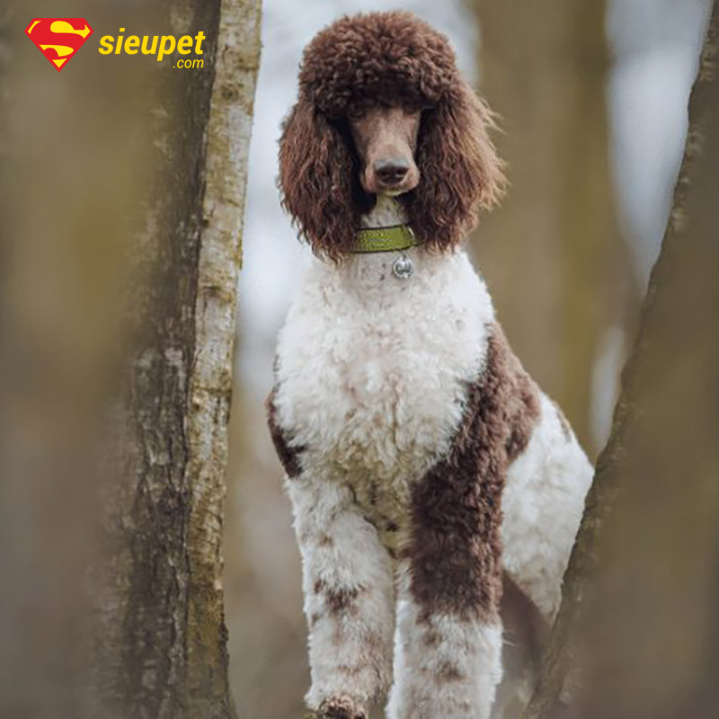 chó poodle chân dài
