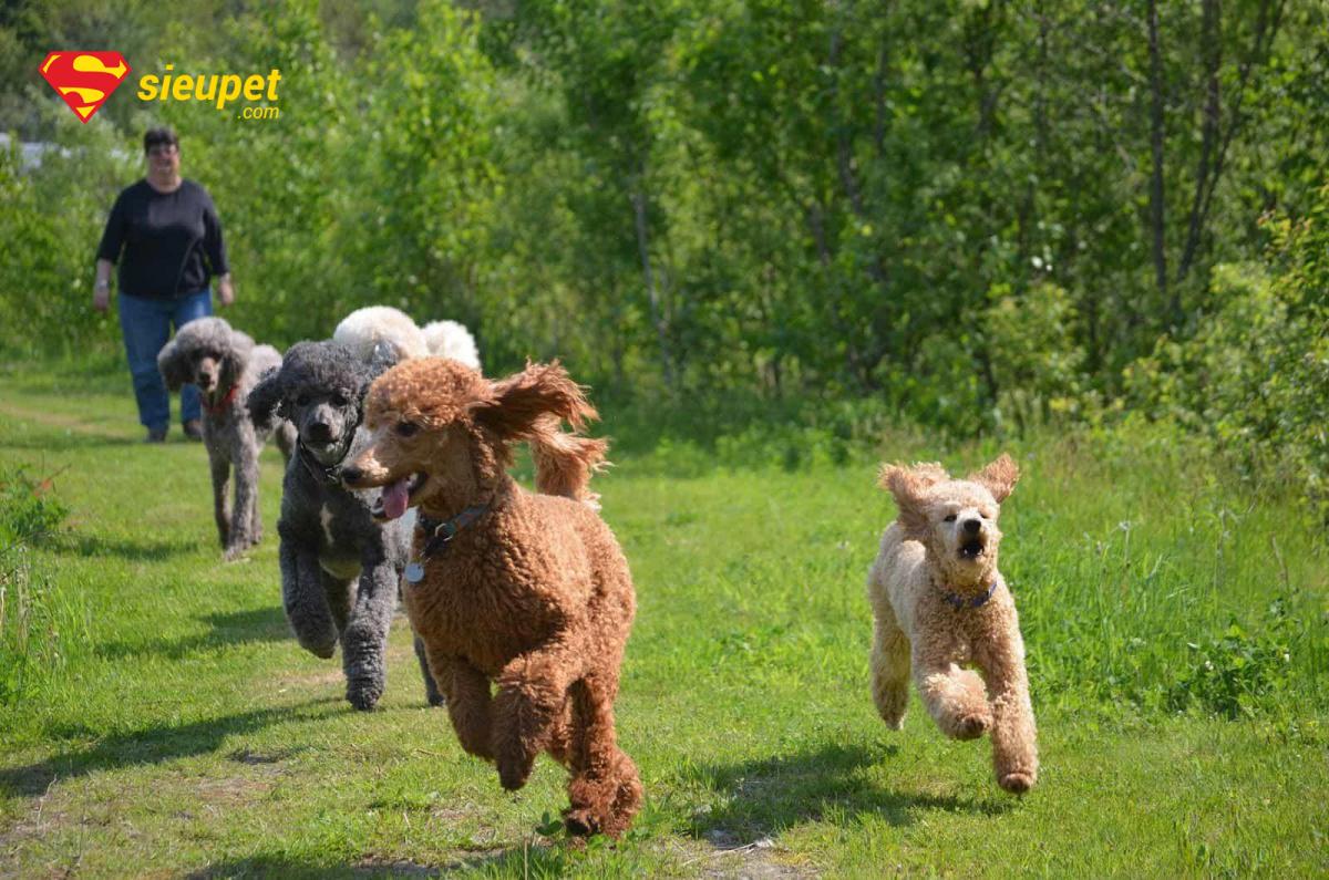 chó poodle chân dài