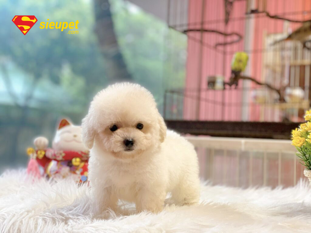 chó poodle chân ngắn