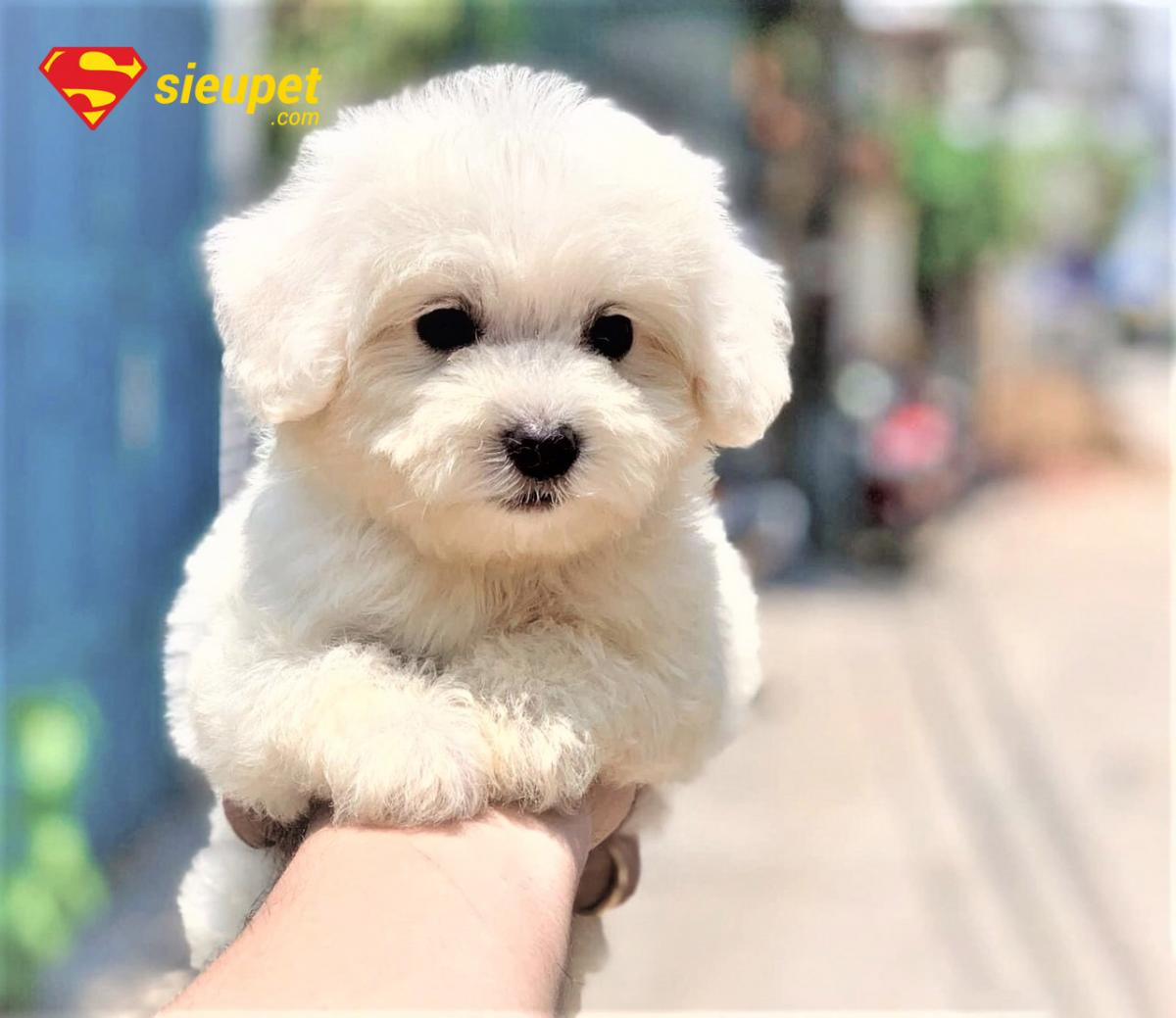 chó poodle chân ngắn
