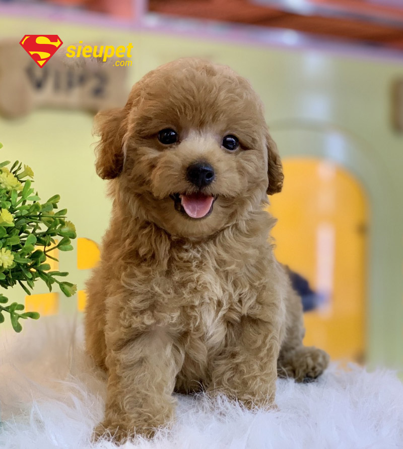 chó poodle chân ngắn
