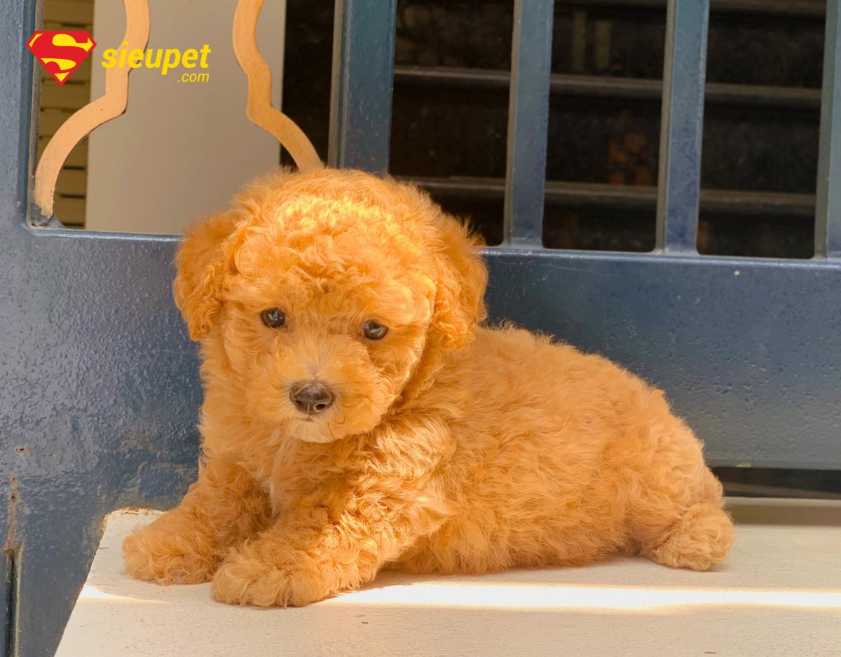 chó poodle chân ngắn