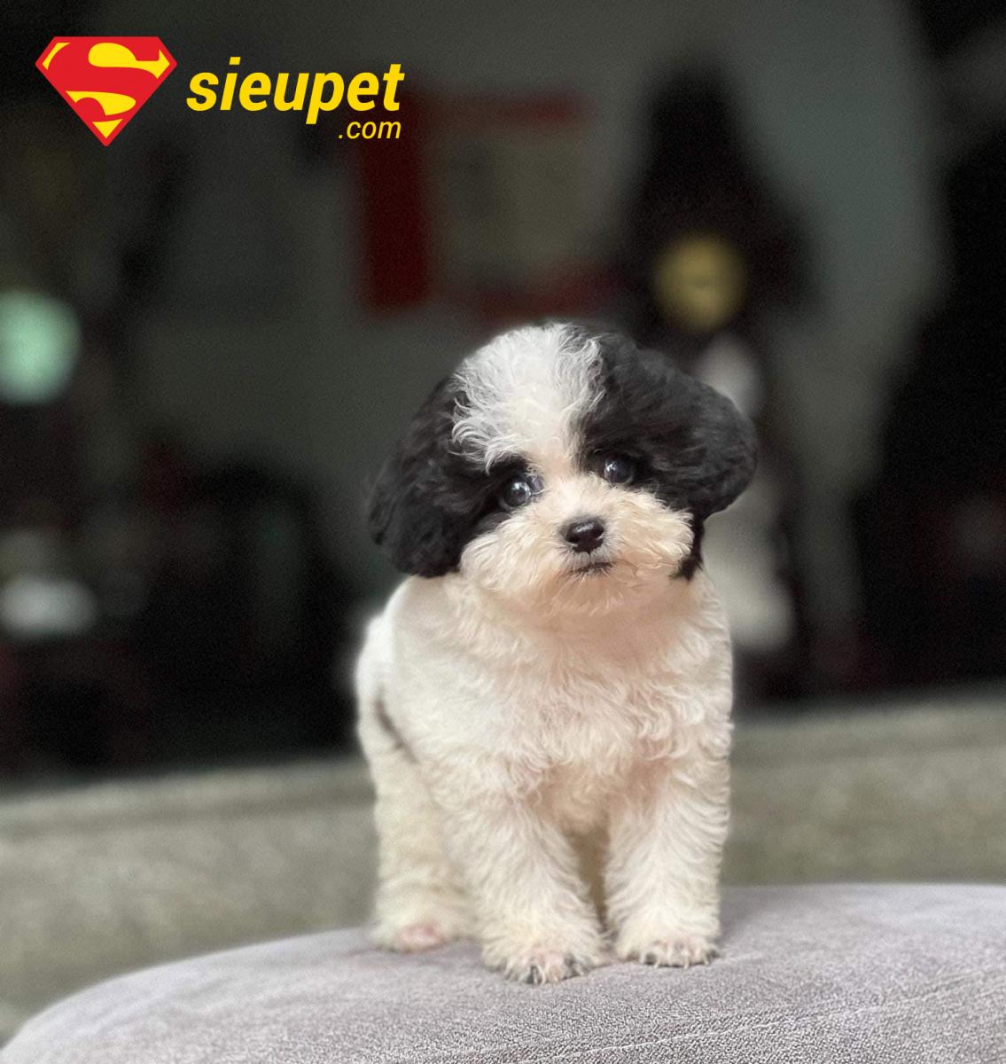 chó poodle chân ngắn