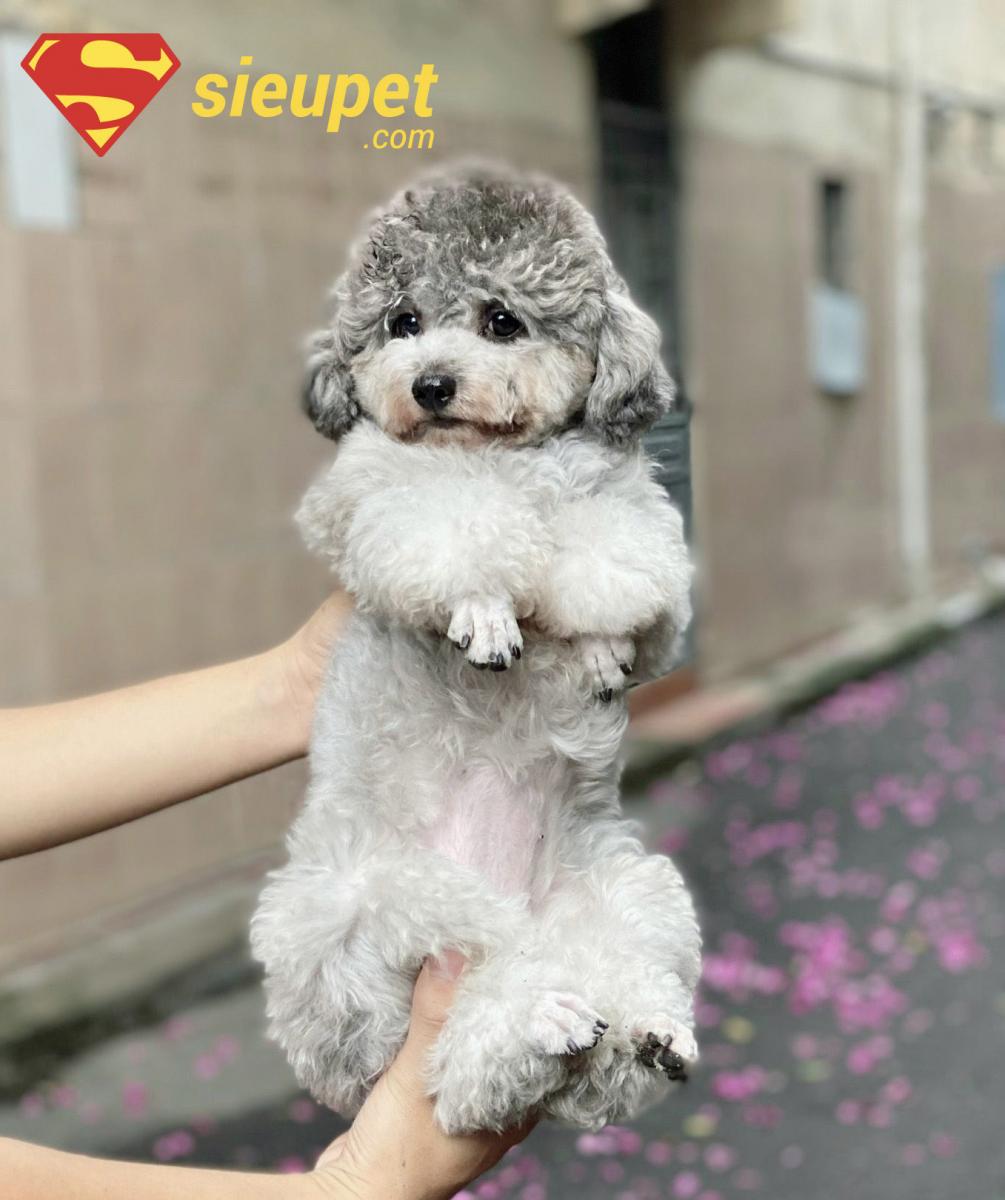 chó poodle chân ngắn