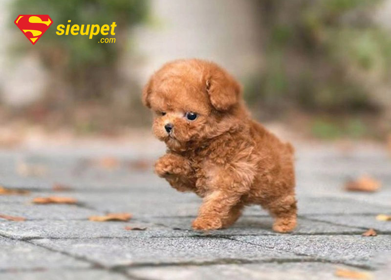 chó poodle chân ngắn