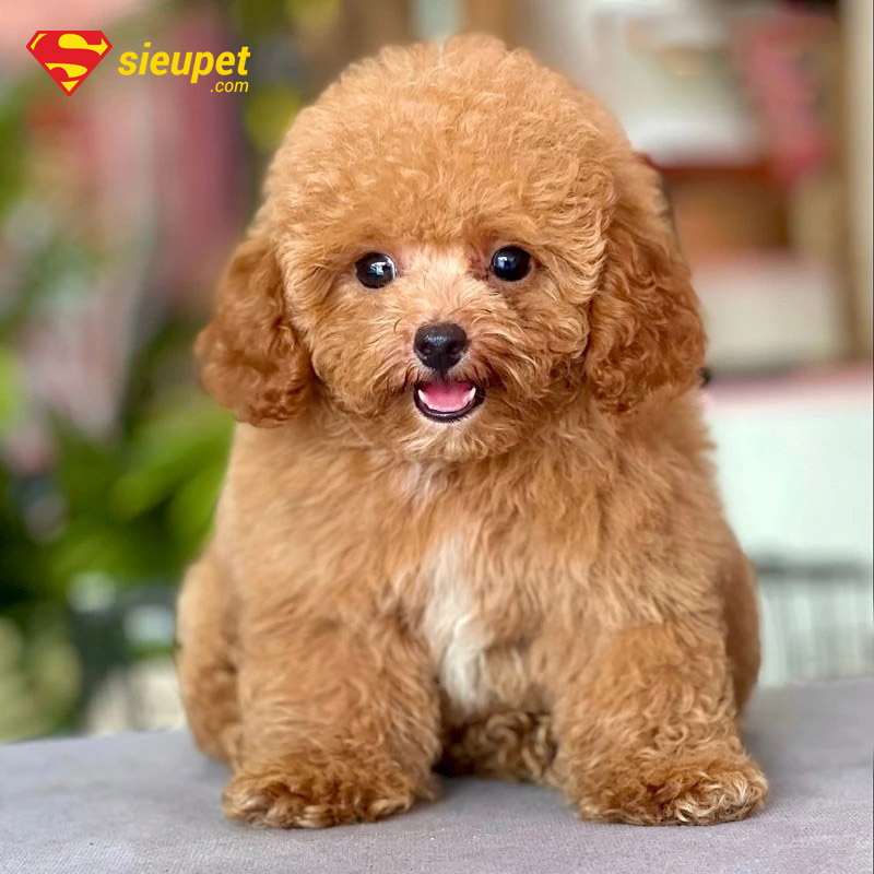 chó poodle chân ngắn