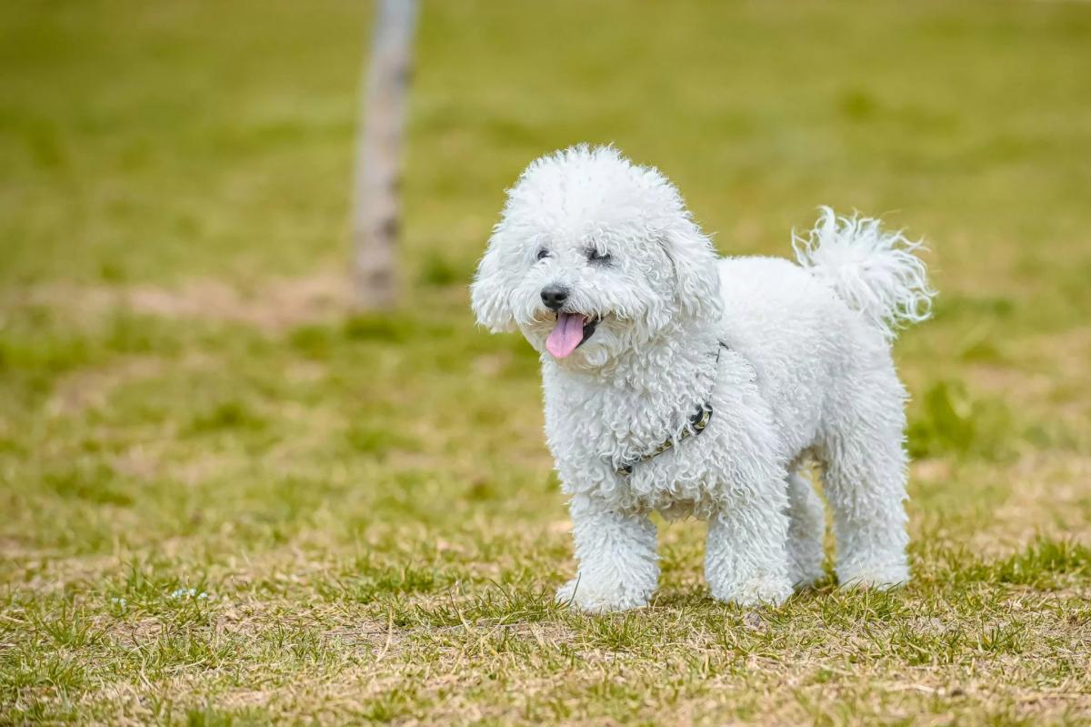 chó poodle có chịu được nóng không