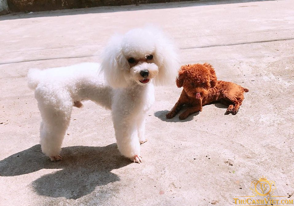 chó poodle có chịu được nóng không