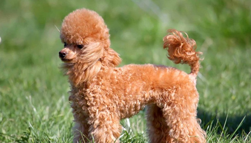 chó poodle có chịu được nóng không