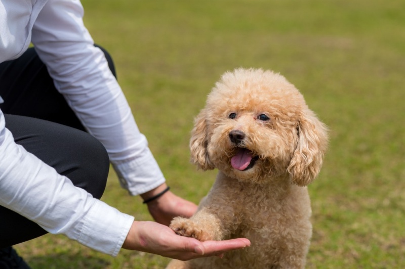chó poodle có chịu được nóng không
