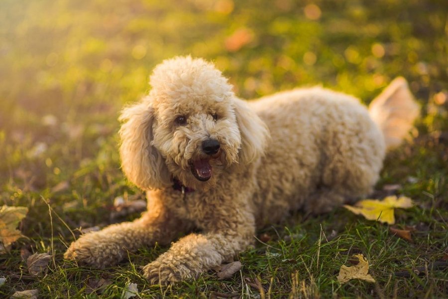 chó poodle có chịu được nóng không