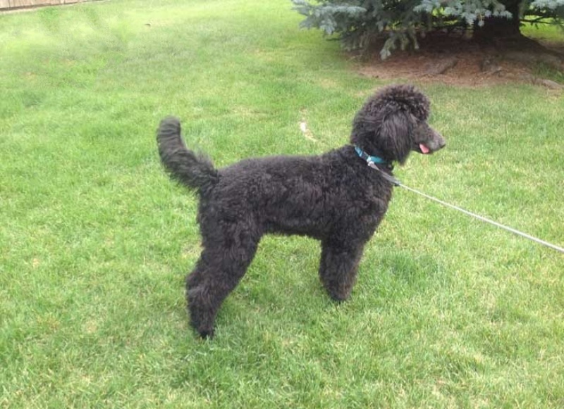 chó poodle có đuôi