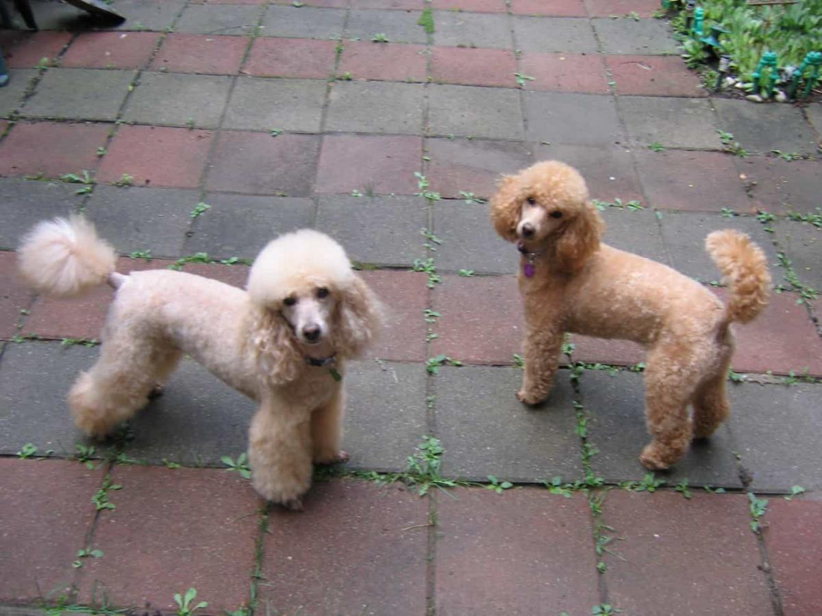 chó poodle có đuôi