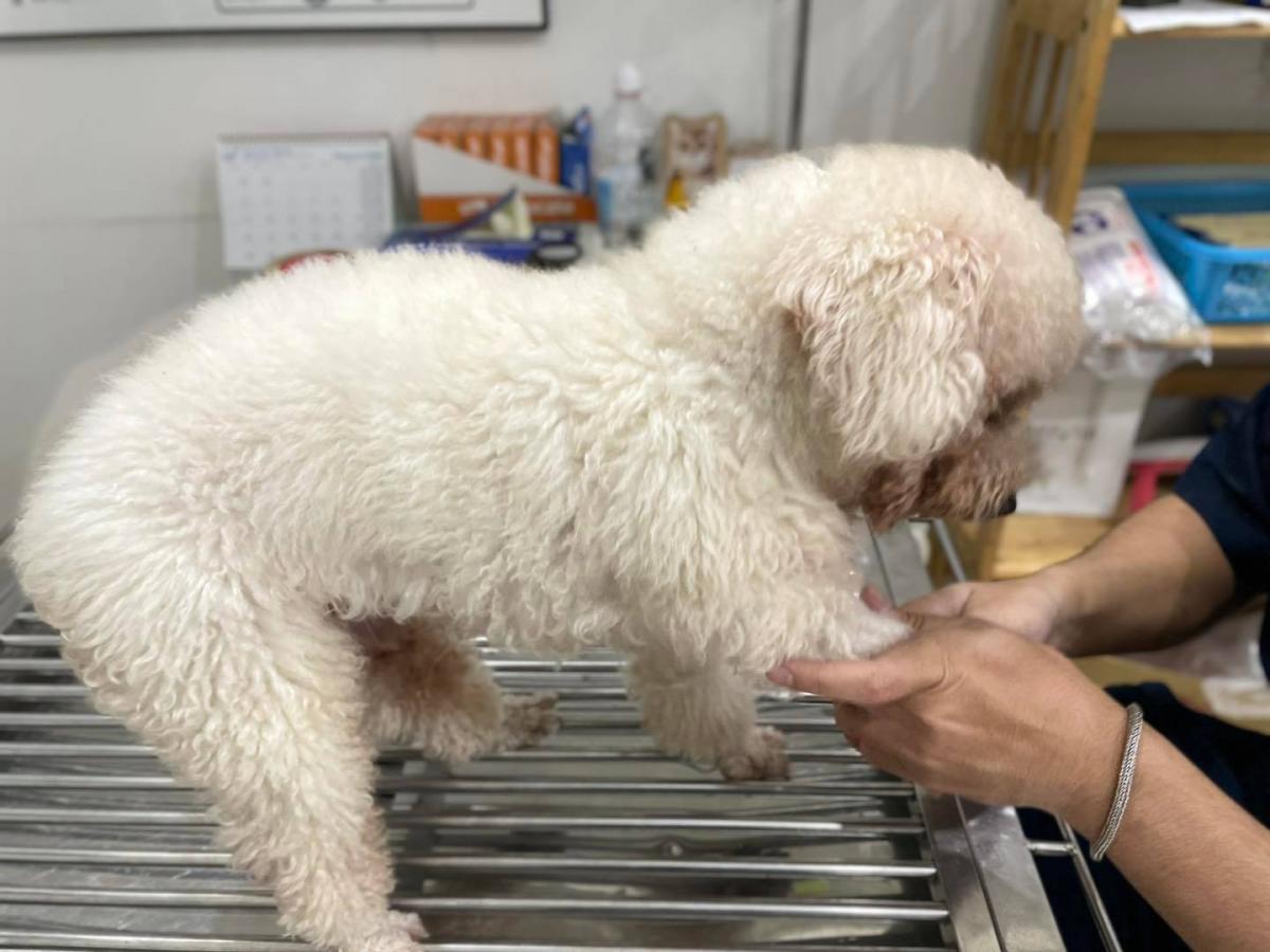 chó poodle có đuôi