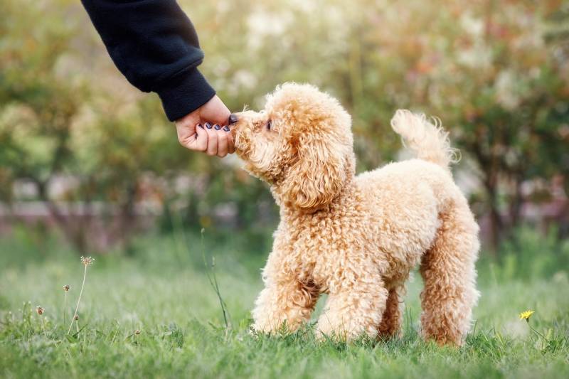 chó poodle có đuôi